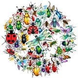 an assortment of pests