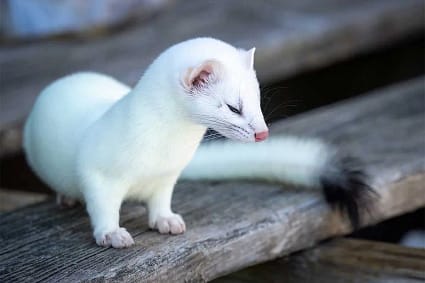 Ermine