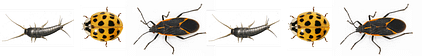 Common nuisance pests illustration