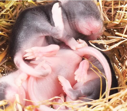 Baby mice in nest