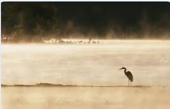 A heron enjoying the sunset at the edge of the lake