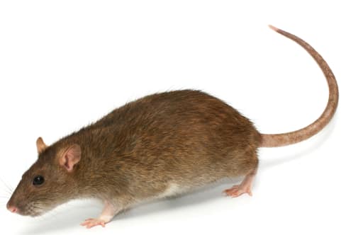 Rat