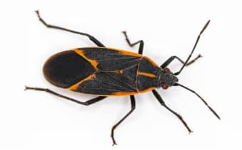 Box Elders - nuisance pest